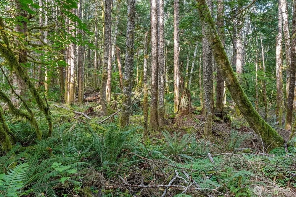 1 Skate Creek Road Morton, WA 98356