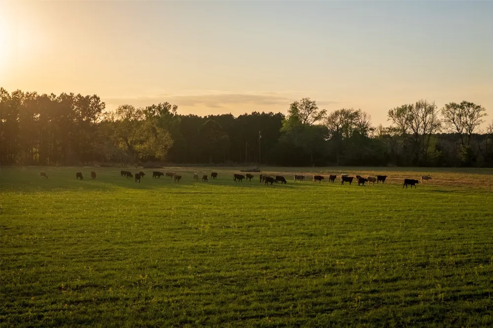 County Rd 117 Elkhart, TX 75839