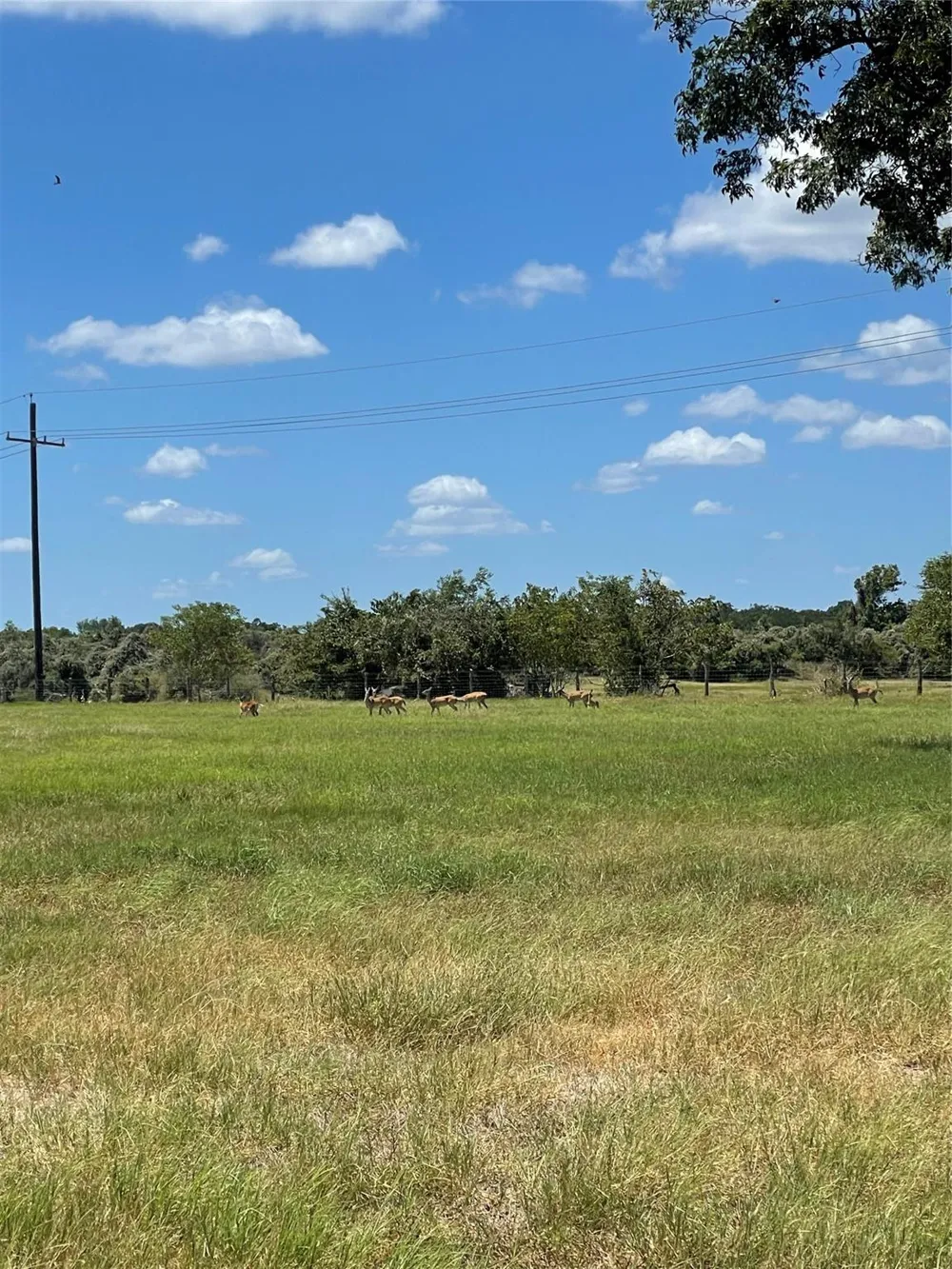 Preston/Robson Columbus, TX 78934