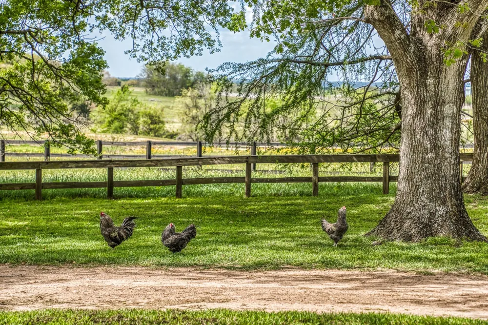 1289 Bluebonnet Ridge Drive Chappell Hill, TX 77426