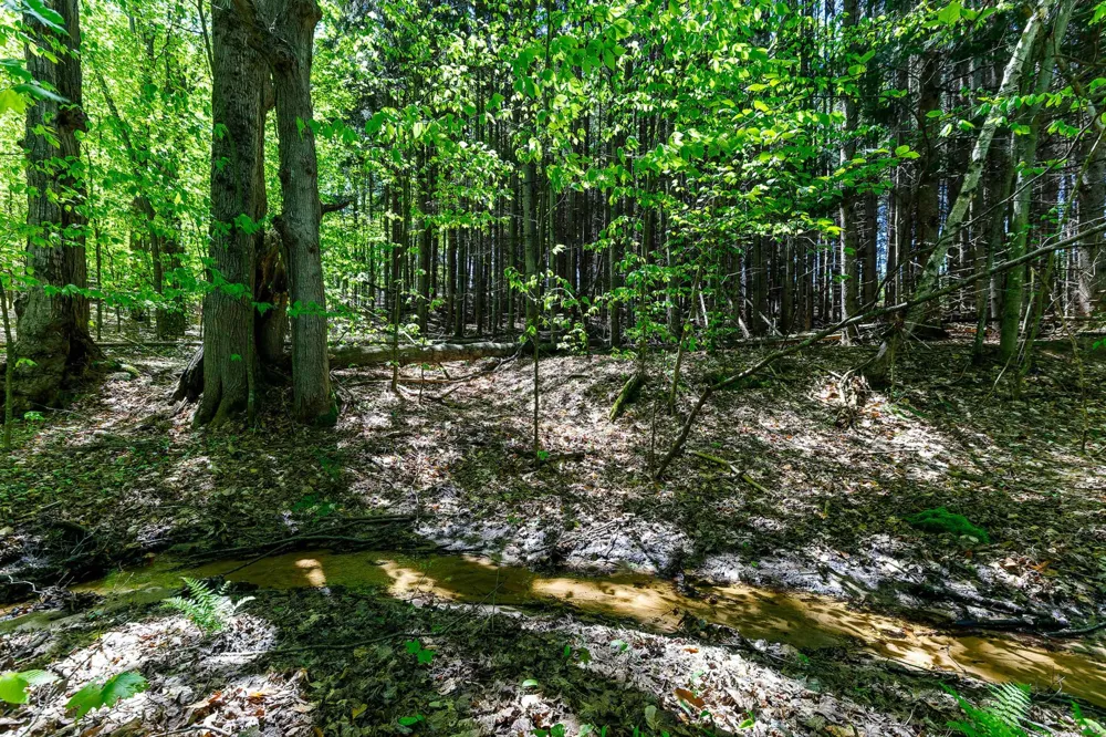 3219 Nugent Road Blaine Township, MI 49635