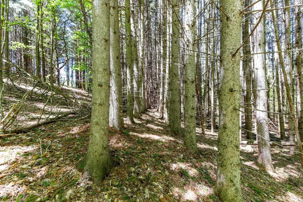 3219 Nugent Road Blaine Township, MI 49635