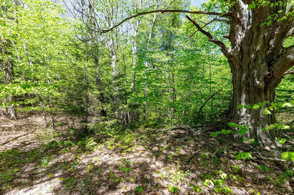 3219 Nugent Road Blaine Township, MI 49635