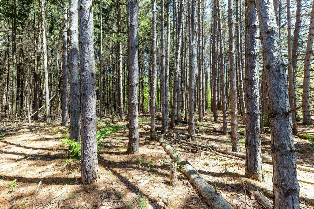 3219 Nugent Road Blaine Township, MI 49635