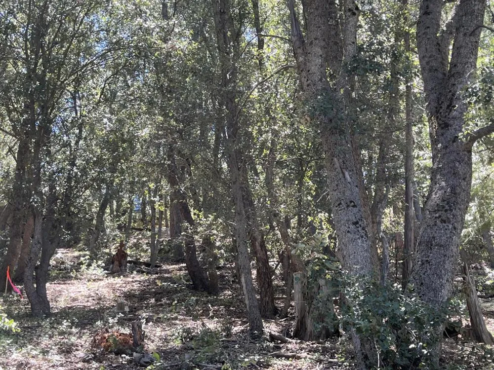 Middleridge Drive Idyllwild, CA 92549