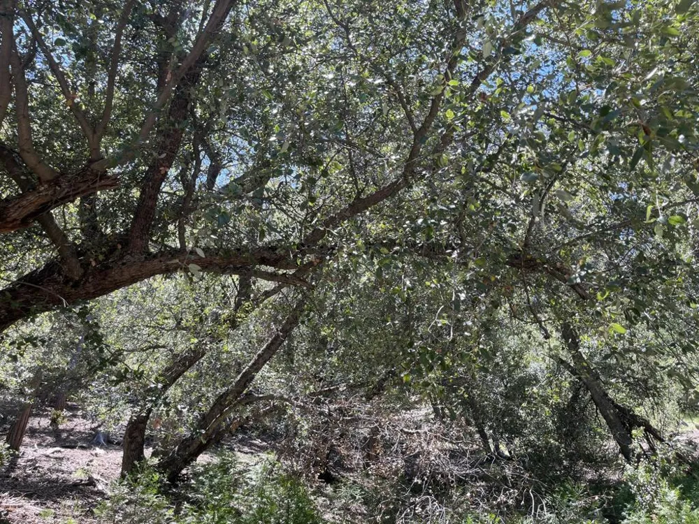 Middleridge Drive Idyllwild, CA 92549