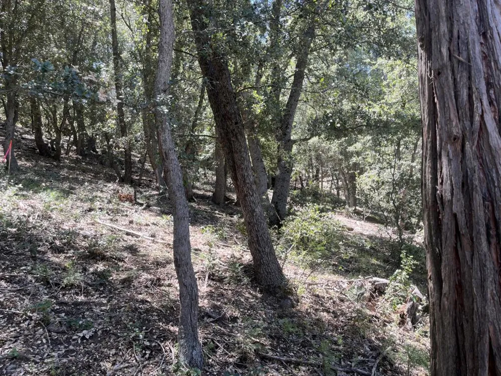 Middleridge Drive Idyllwild, CA 92549