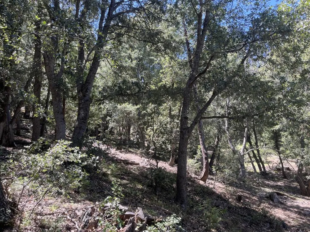 Middleridge Drive Idyllwild, CA 92549