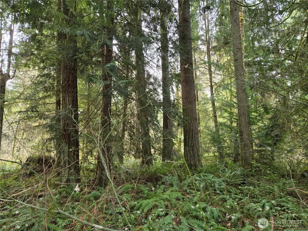 197 xx 242nd Avenue NE Woodinville, WA 98077