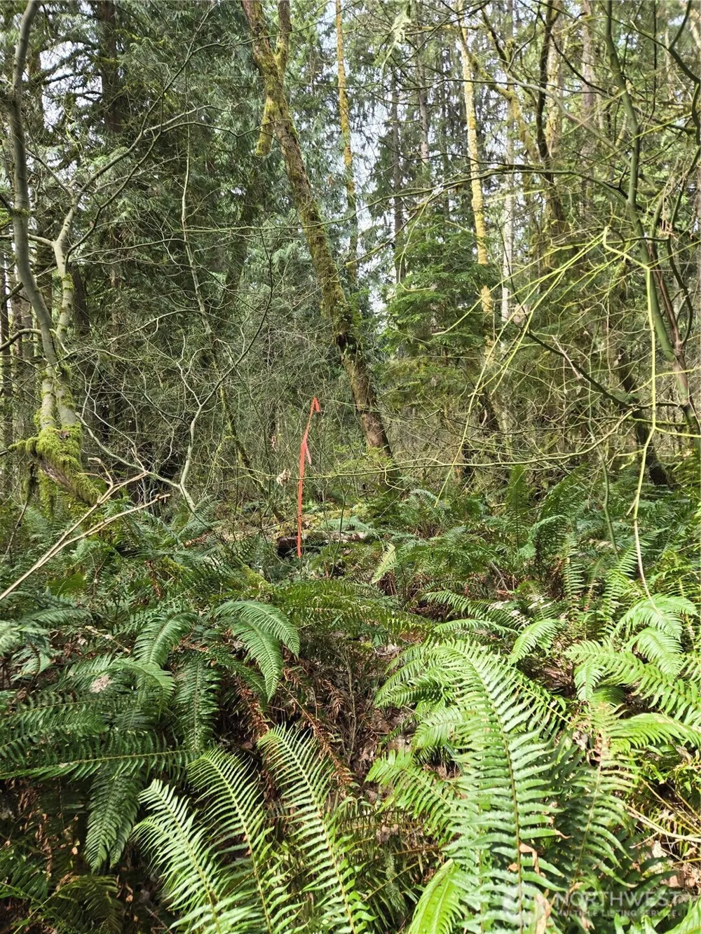 197 xx 242nd Avenue NE Woodinville, WA 98077