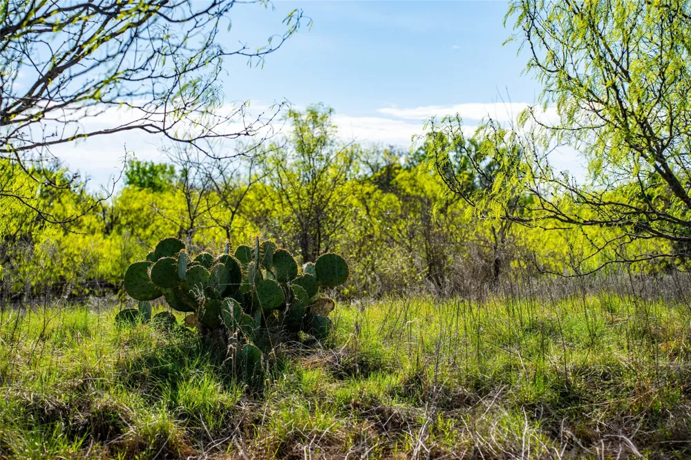 231 Georgia Pass Desdemona, TX 76445