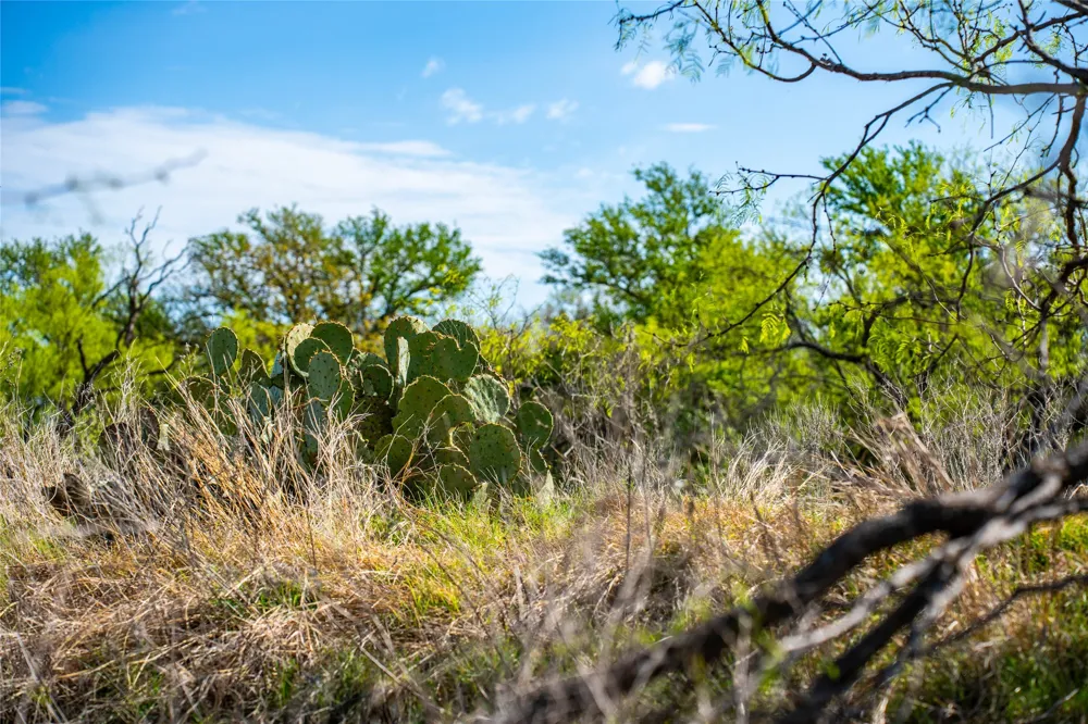 231 Georgia Pass Desdemona, TX 76445