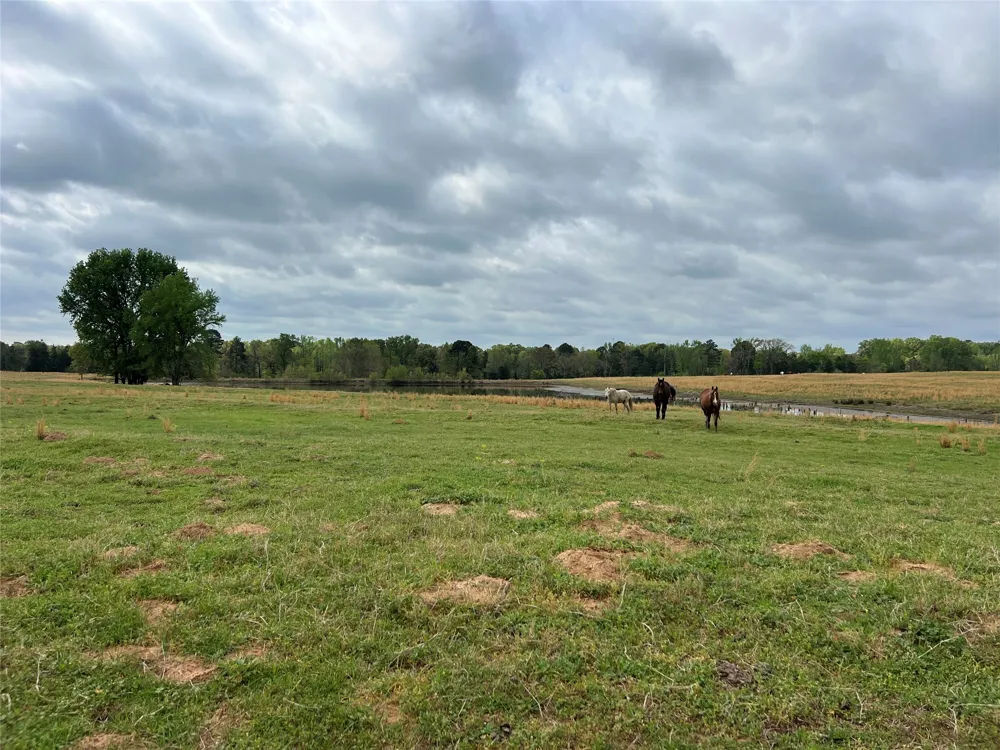 FM 1001 Cookville, TX 75558