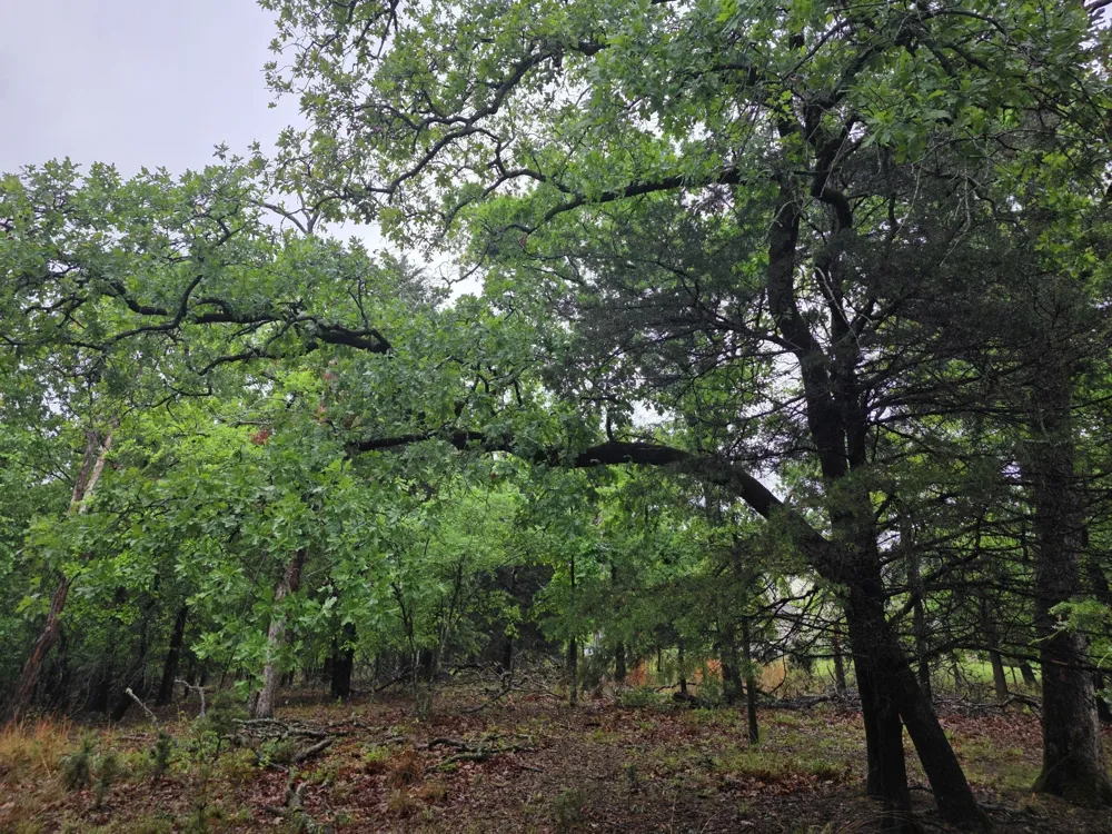 7413 Quail Hollow Court Larue, TX 75770