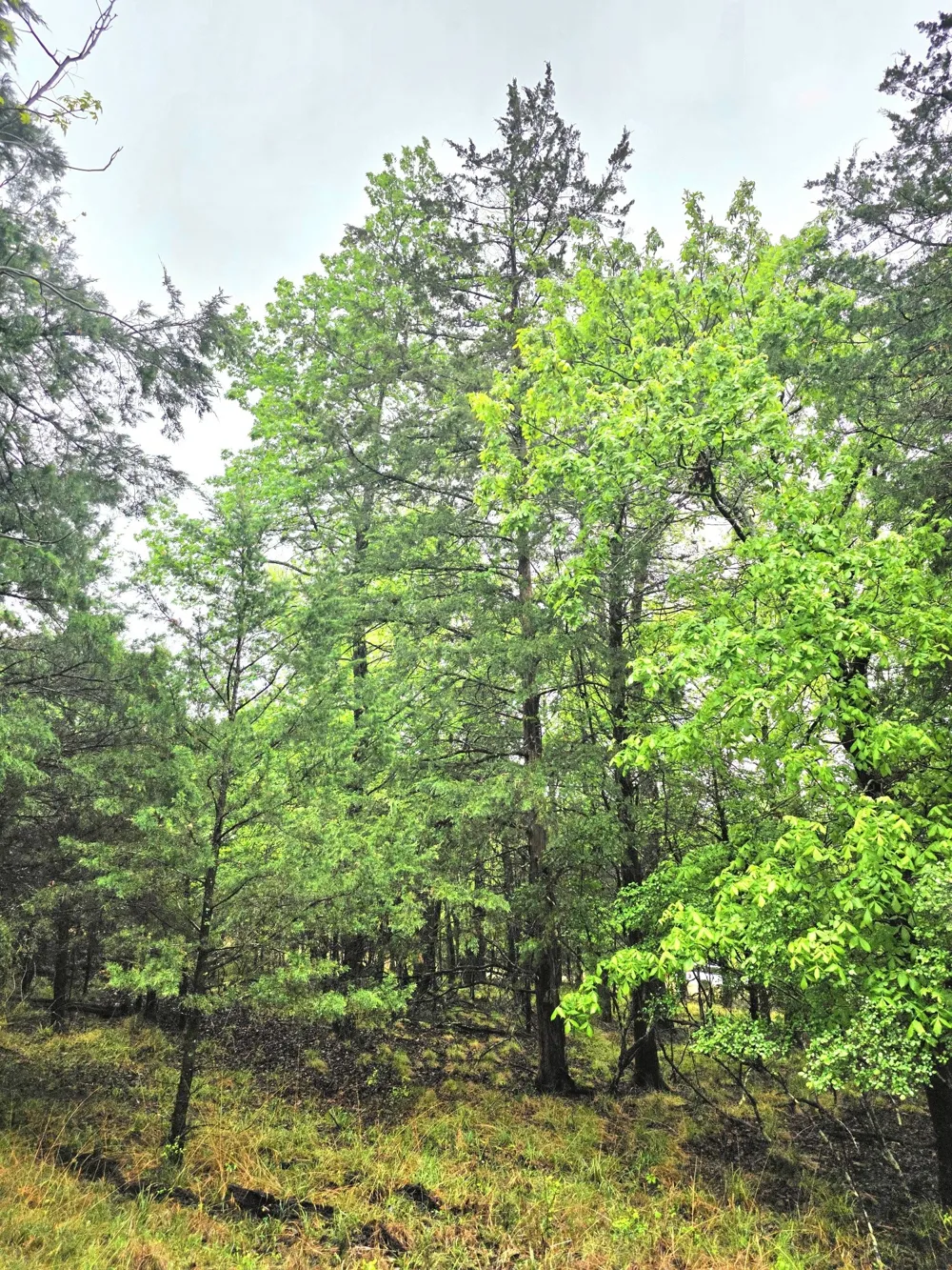 7413 Quail Hollow Court Larue, TX 75770