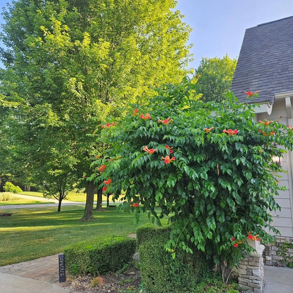 6245 Dublin Drive Morton Township, MI 49346