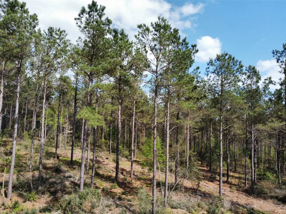 Fm 138 Center, TX 75935