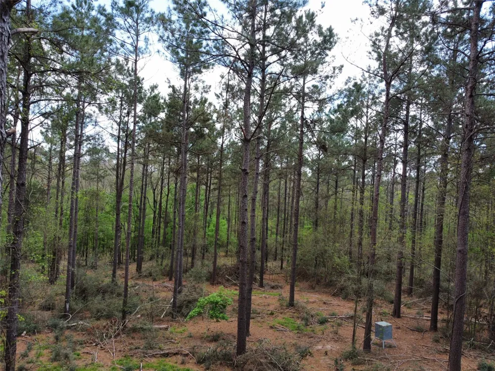 Fm 138 Center, TX 75935