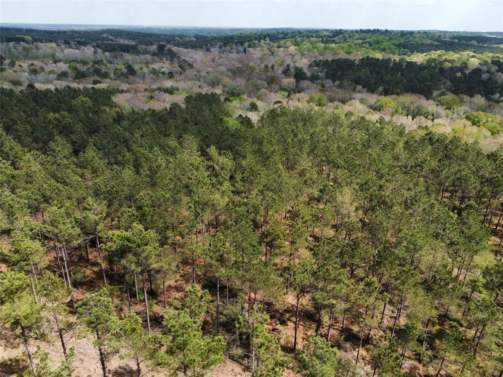 Fm 138 Center, TX 75935