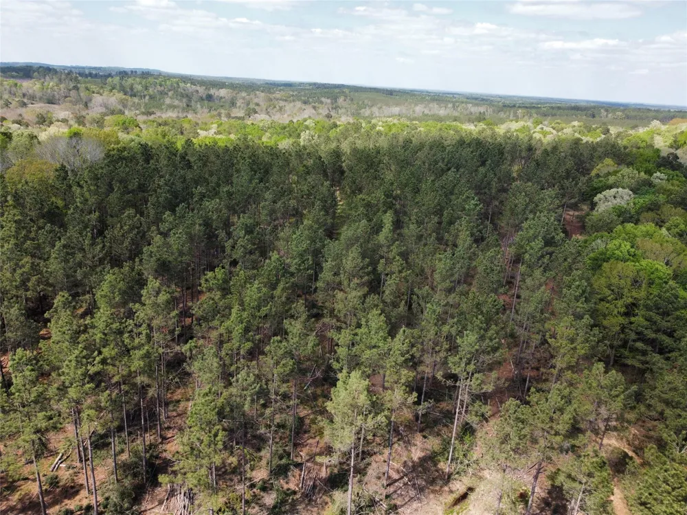 Fm 138 Center, TX 75935