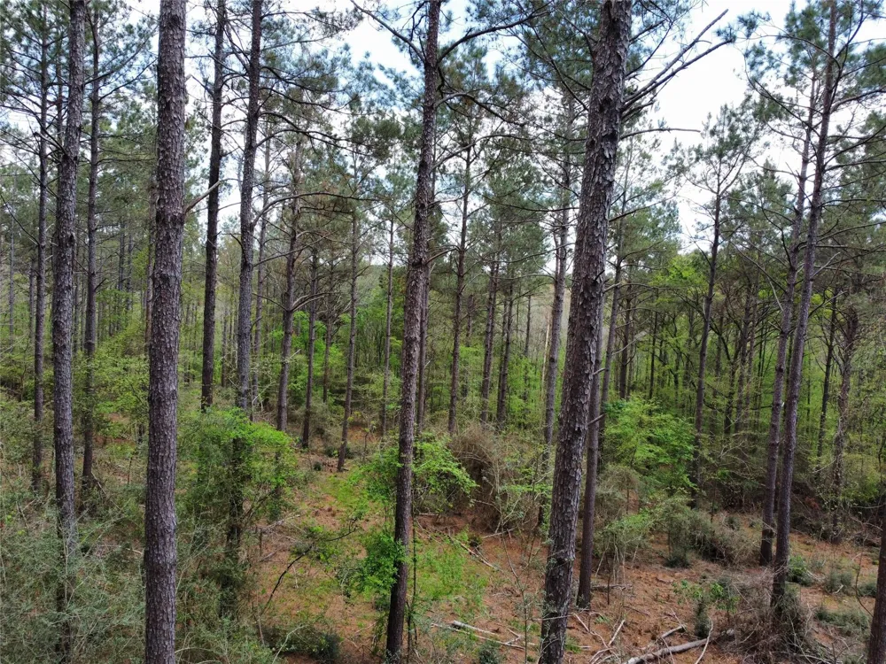 Fm 138 Center, TX 75935