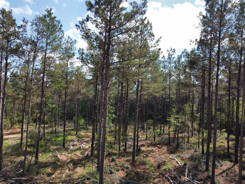 Fm 138 Center, TX 75935