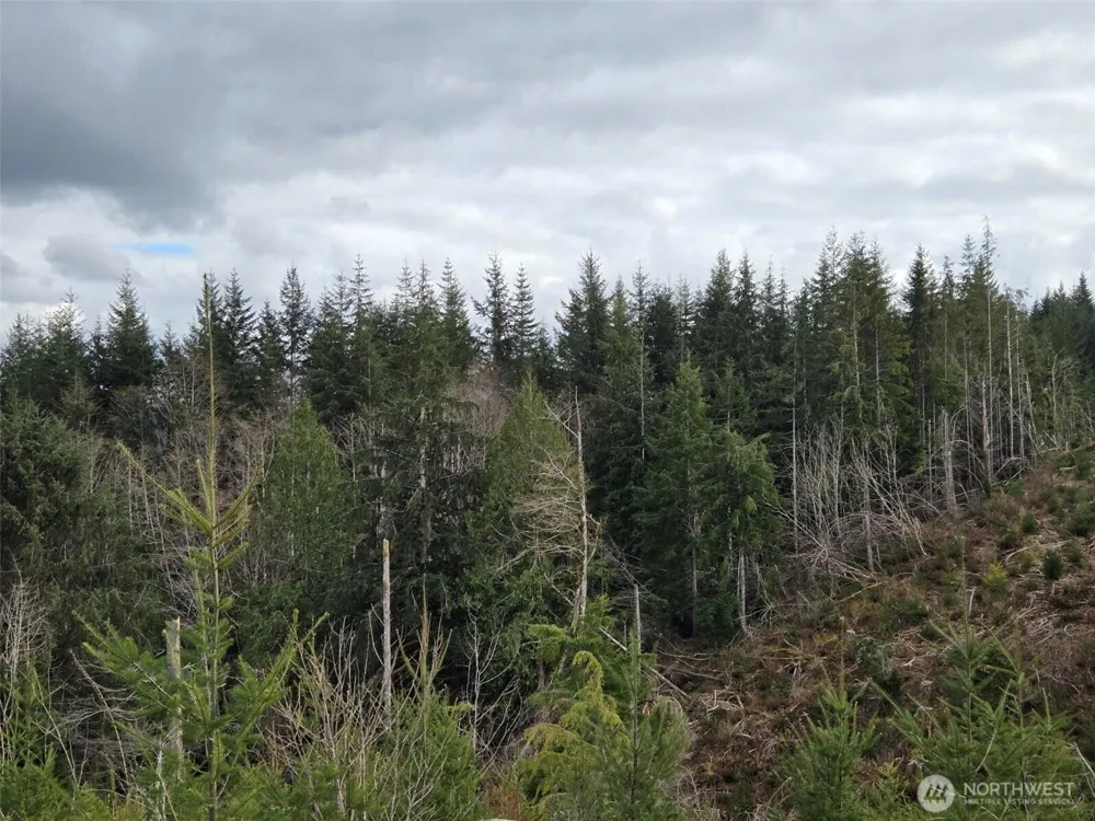 0 Off of Hoquiam Wishkah Road Hoquiam, WA 98550