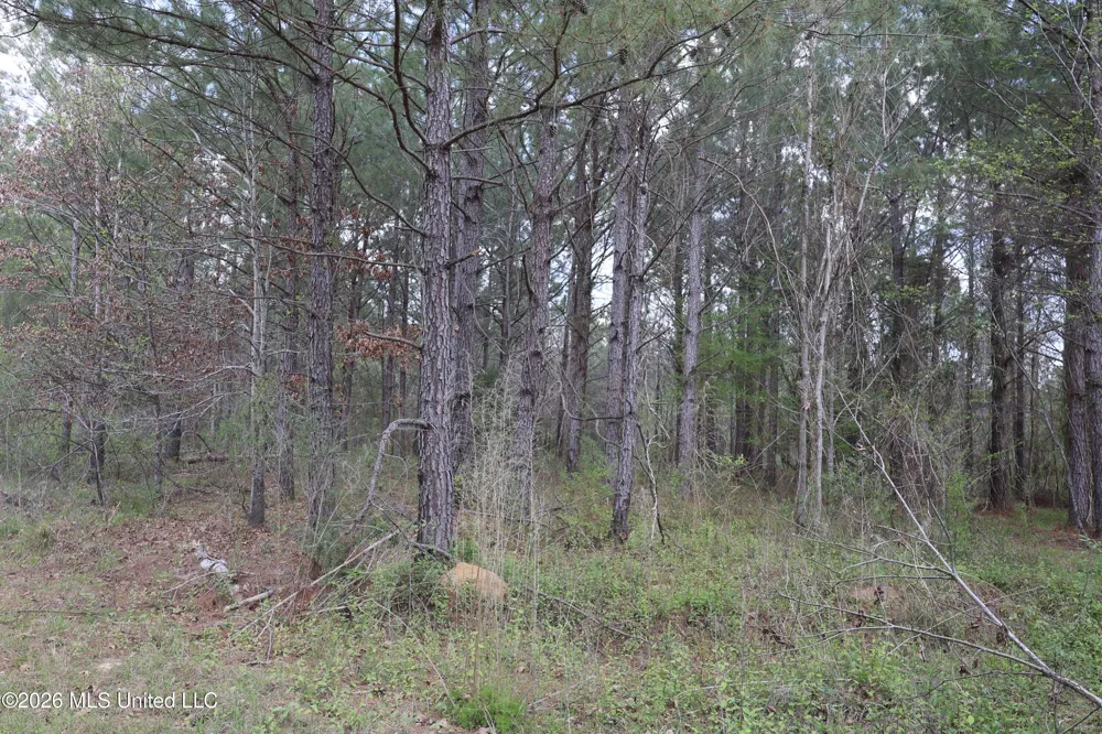 3194 James Road Hazlehurst, MS 39083