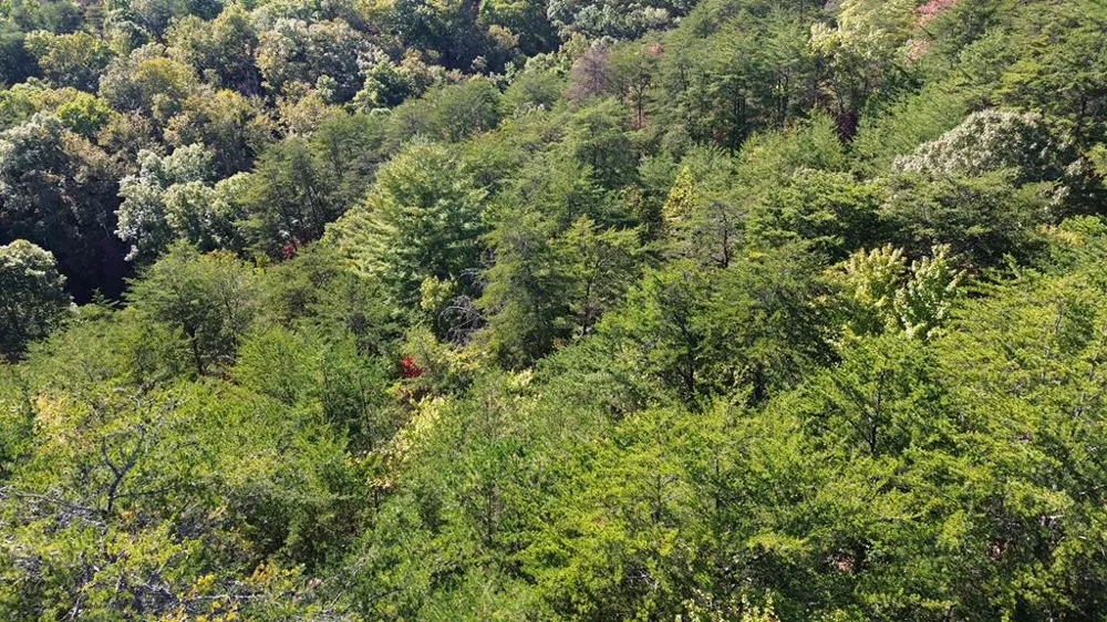 115 Blackhawk Lane Turtletown, TN 37391