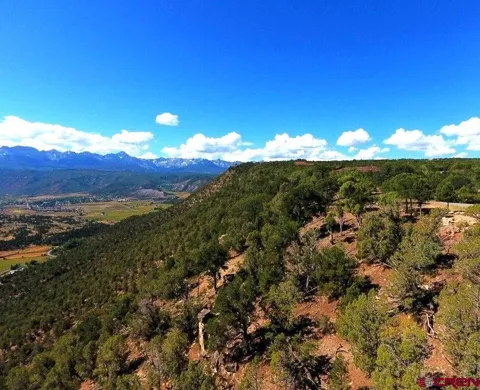 Pine Drive
