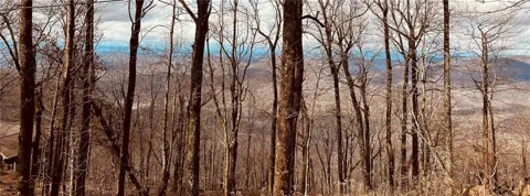 280 Big Stump Mountain Trail