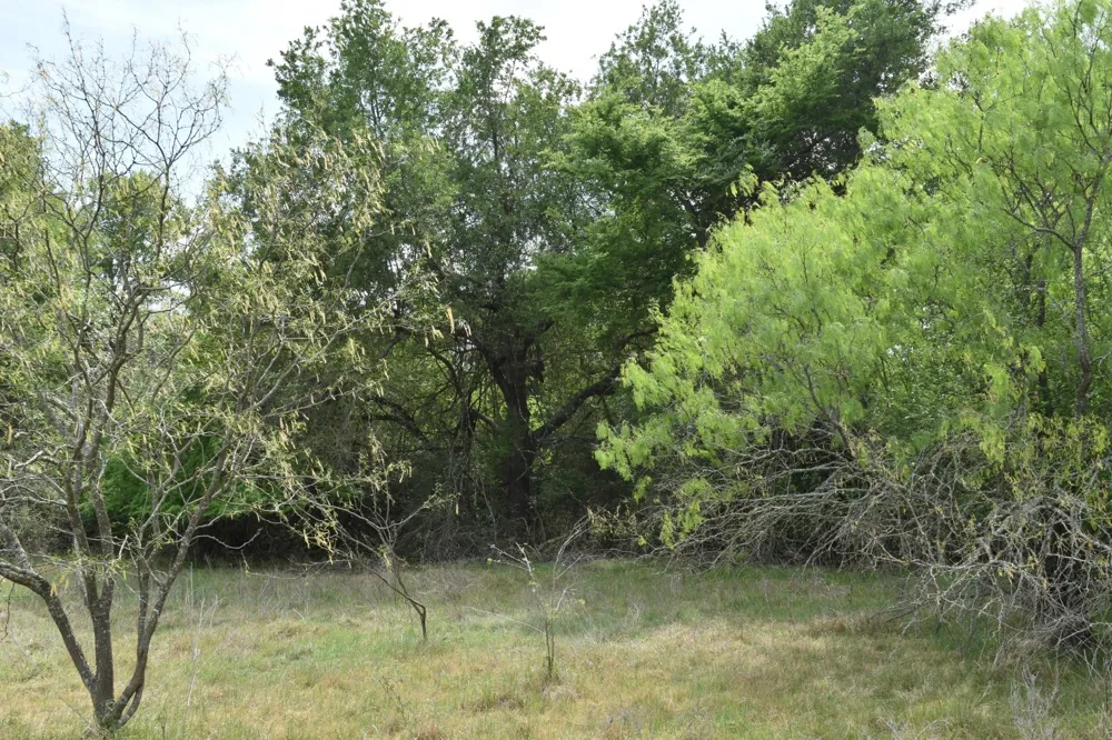 Mitchell Road Kosse, TX 76653