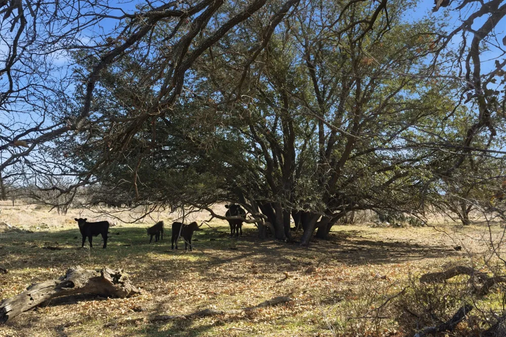 FM 880 Moran, TX 76464