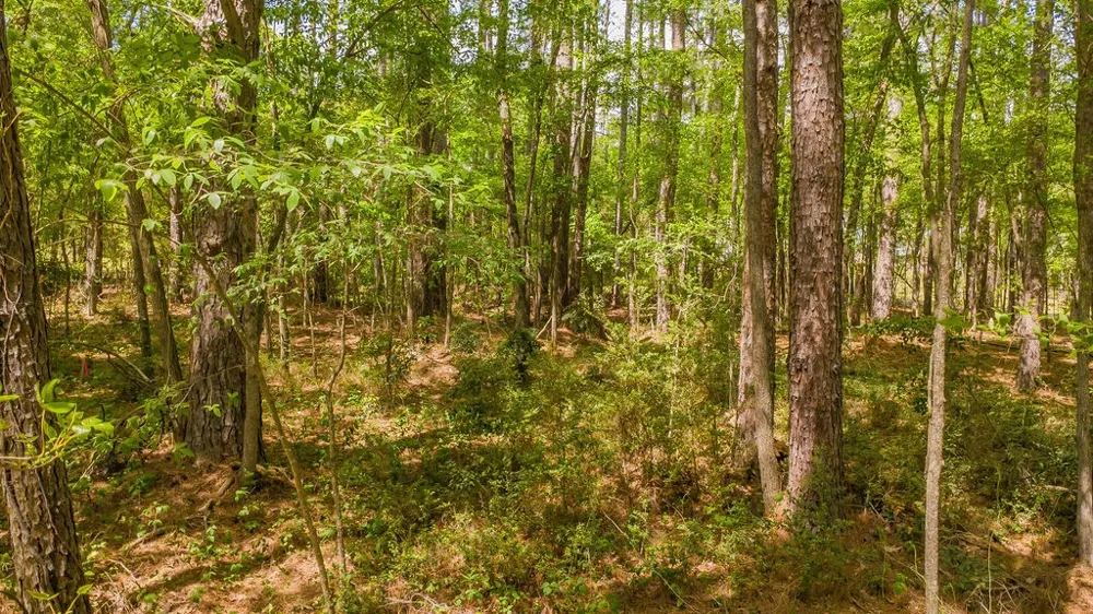 1723 Pineview Lane Hideaway, TX 75771
