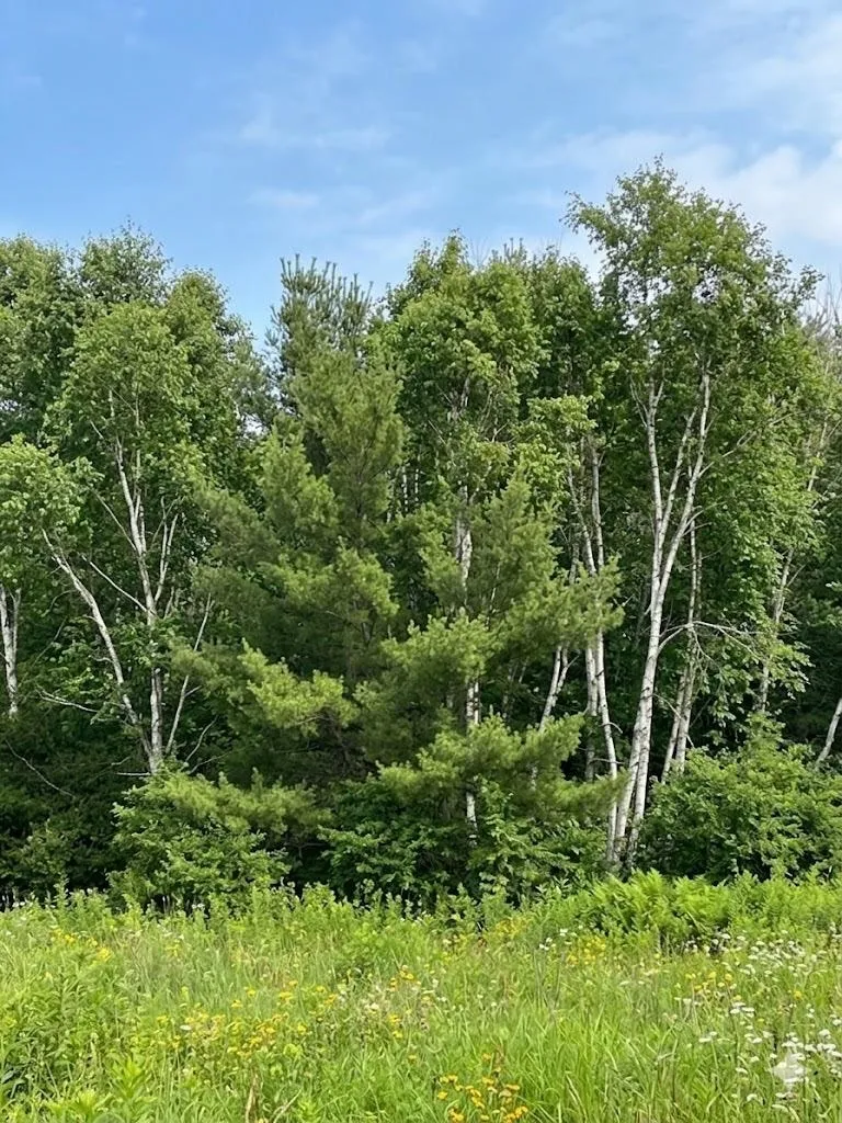 562 Lagrant Road Mason Township, MI 48766