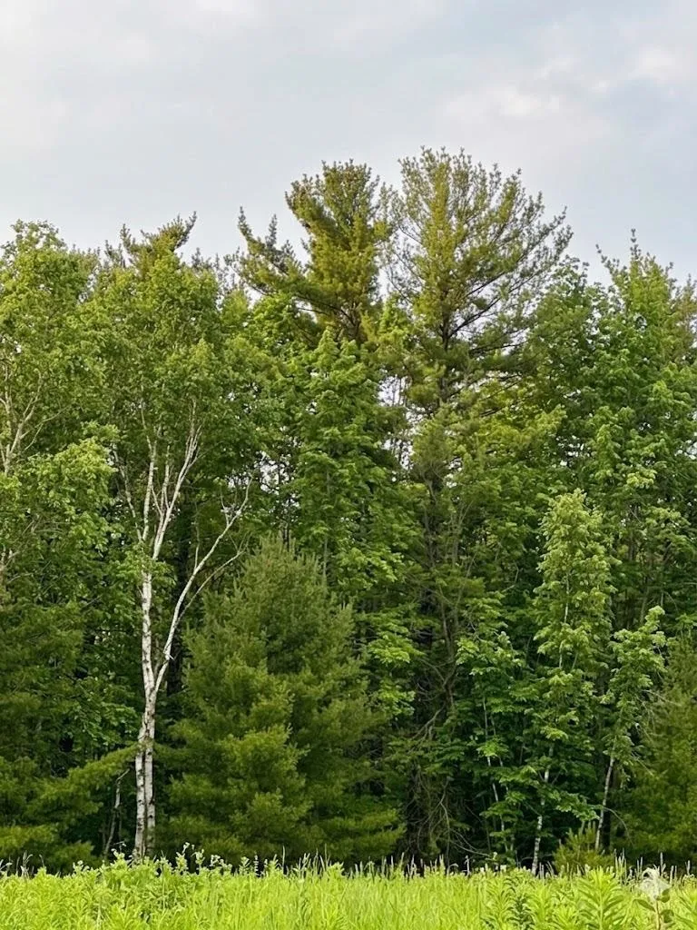 562 Lagrant Road Mason Township, MI 48766