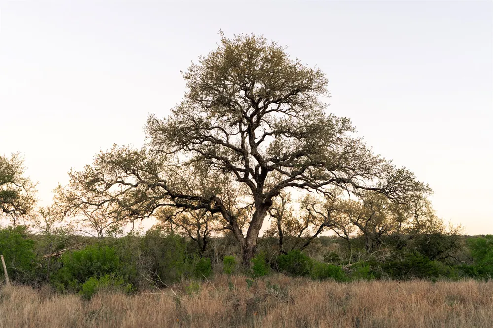 1901 Oak Grove Road San Marcos, TX 78666