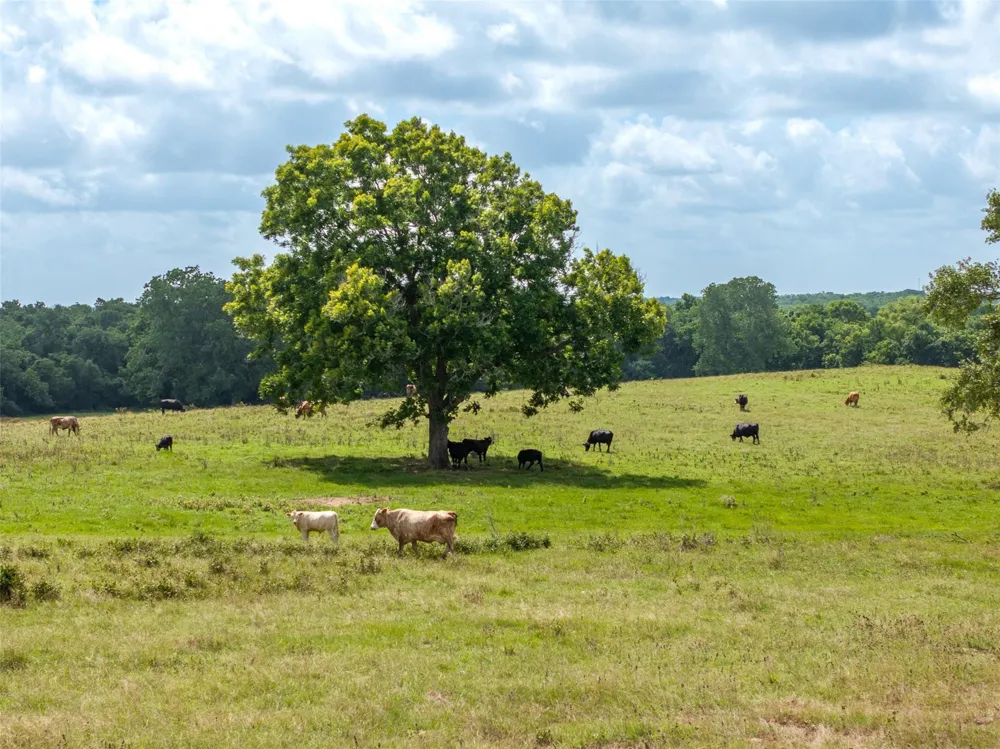 6550 Gibbs Creek Road Chappell Hill, TX 77426