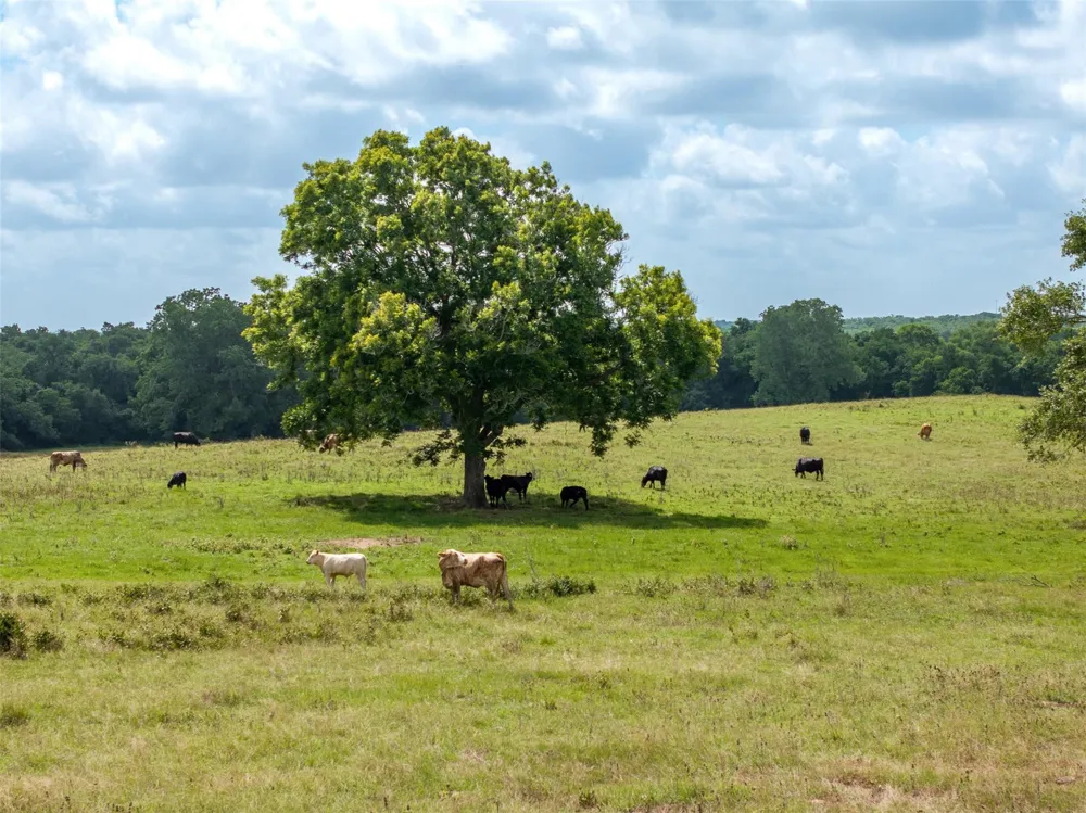 6550 Gibbs Creek Road Chappell Hill, TX 77426