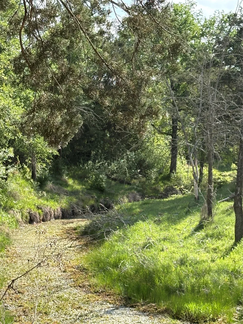 Whitetail Springs Lane Gustine, TX 76455