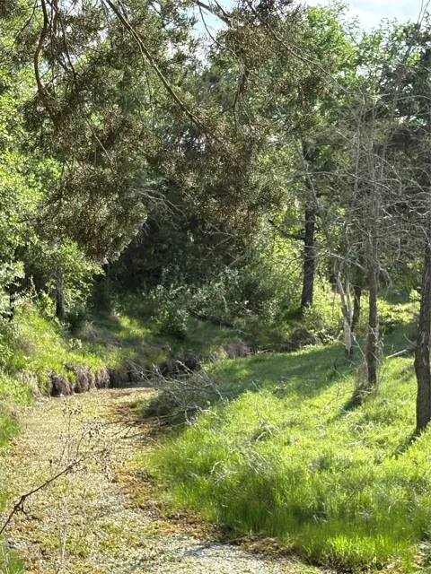 Whitetail Springs Lane