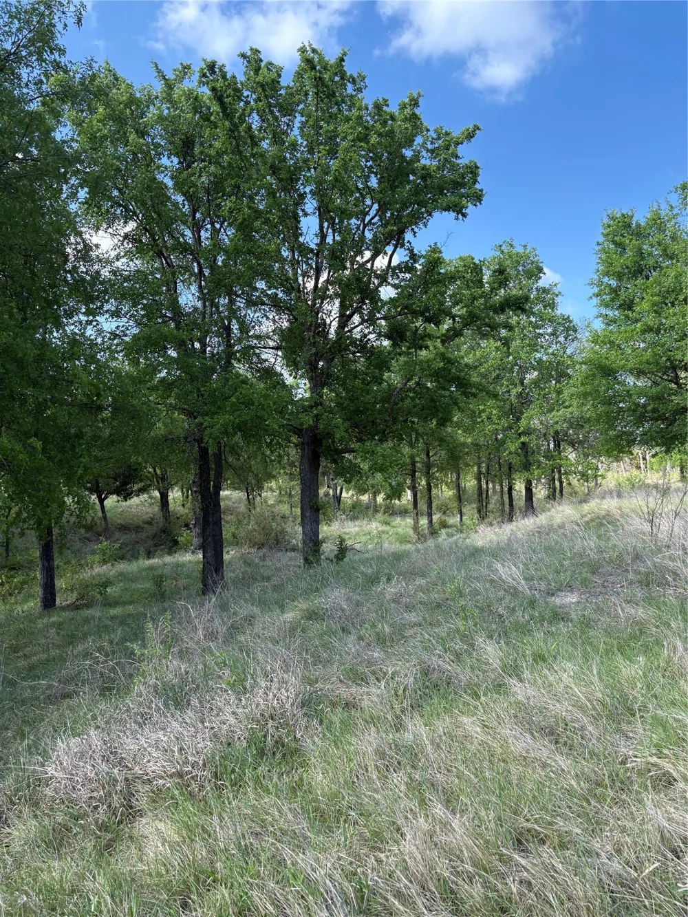 Whitetail Springs Lane Gustine, TX 76455