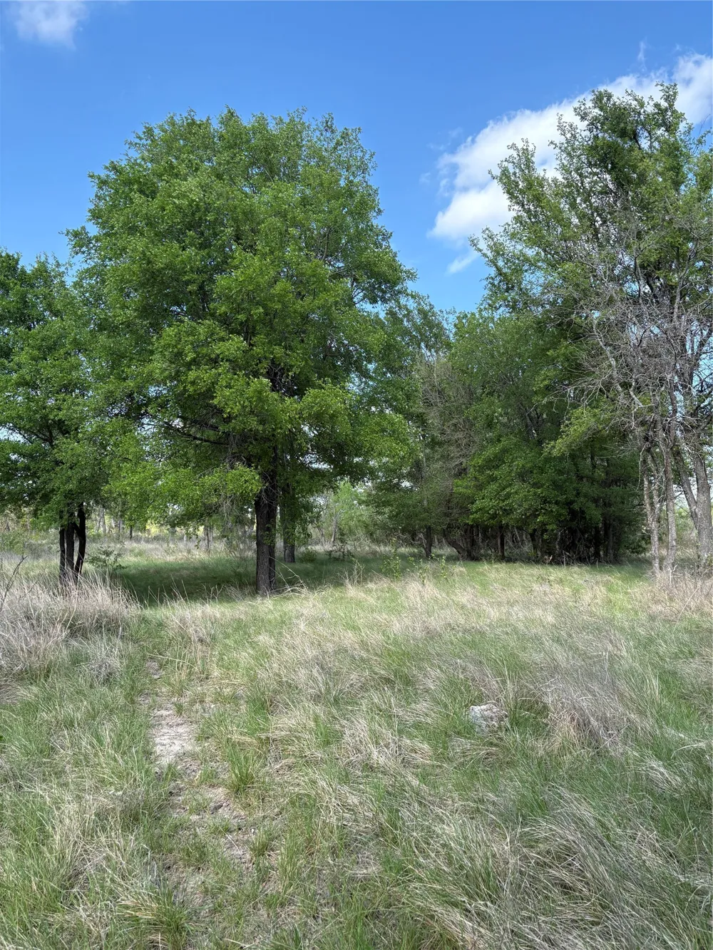 Whitetail Springs Lane Gustine, TX 76455