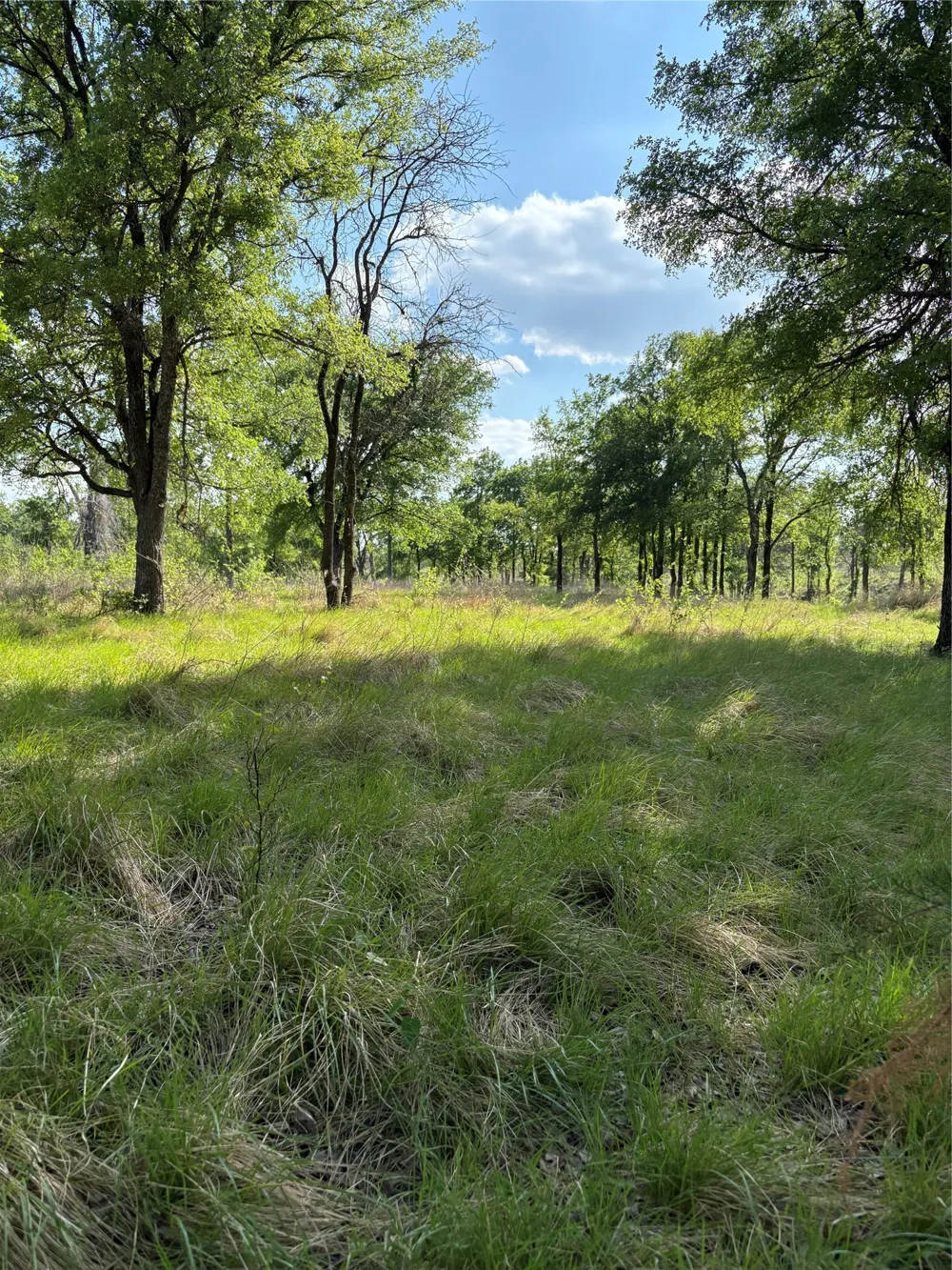 Whitetail Springs Lane Gustine, TX 76455