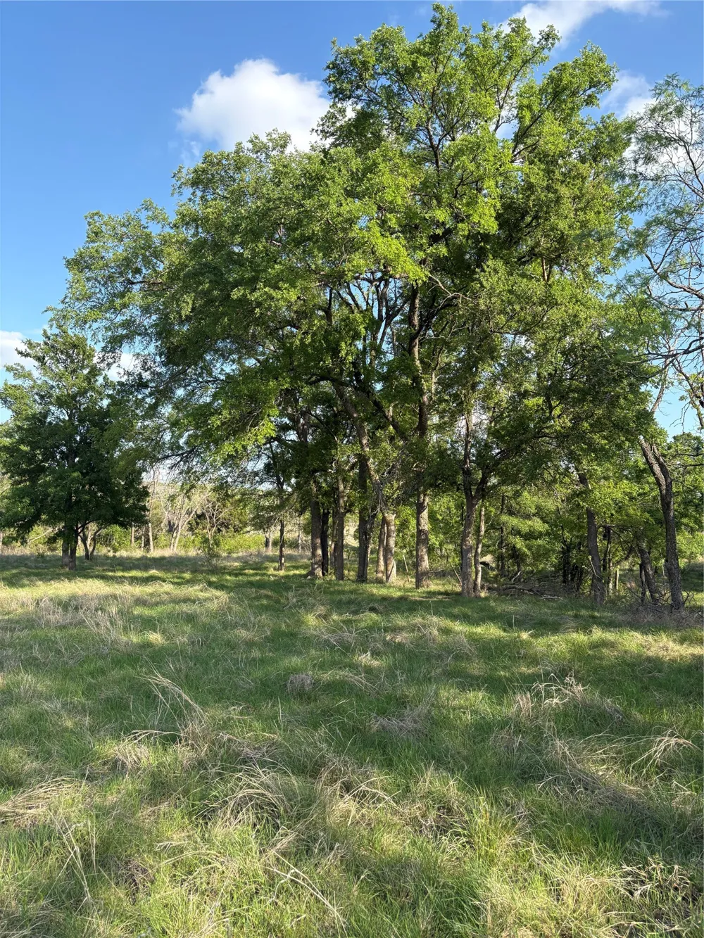 Whitetail Springs Lane Gustine, TX 76455