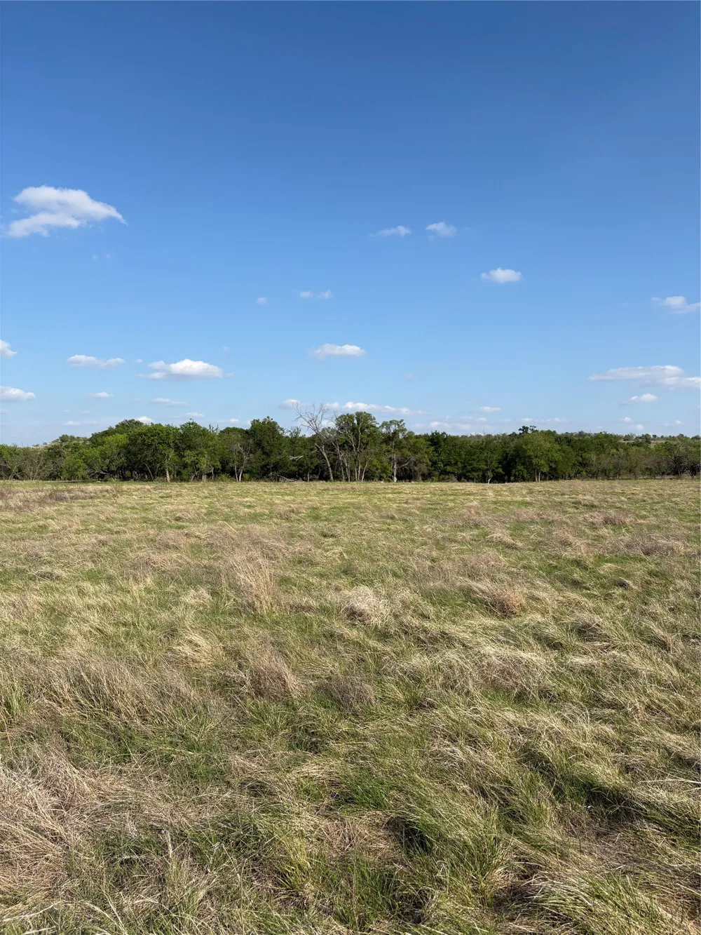 Whitetail Springs Lane Gustine, TX 76455