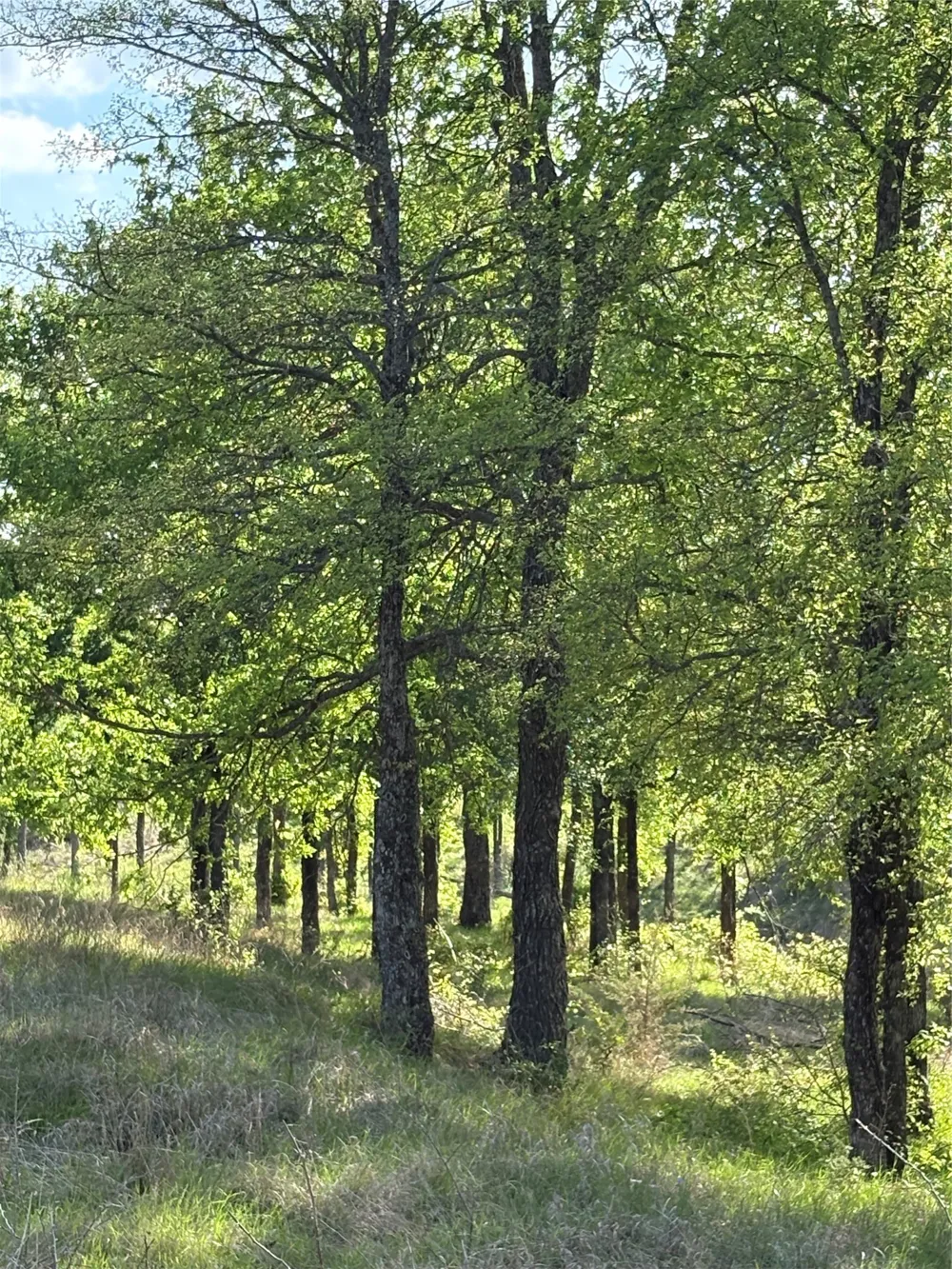Whitetail Springs Lane Gustine, TX 76455