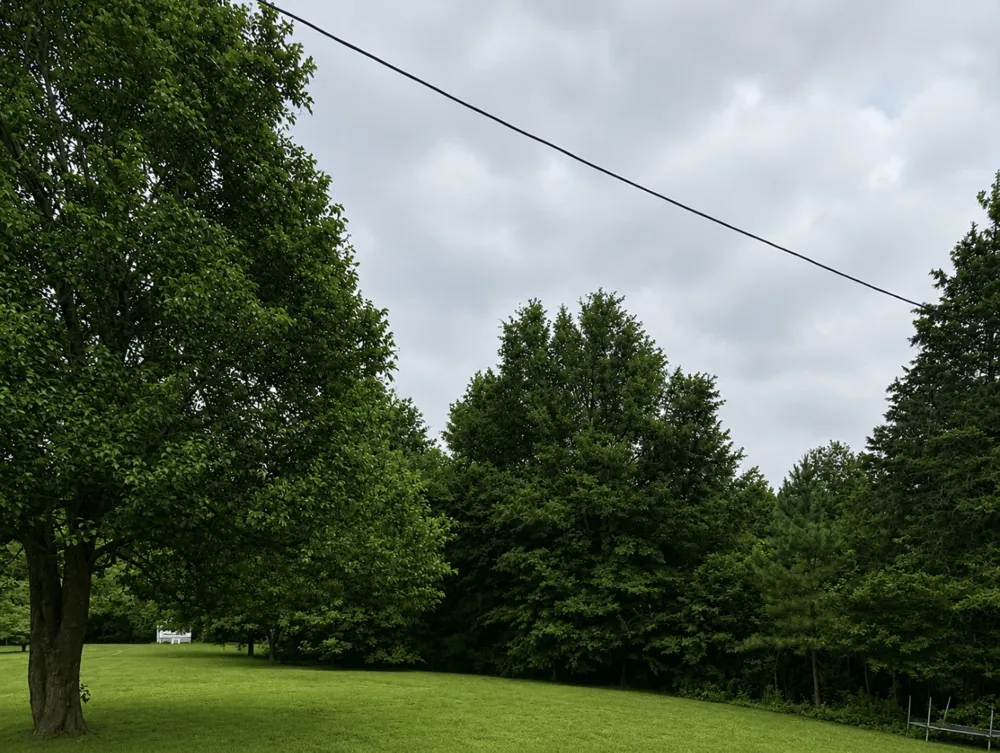 CR 4510 Winnsboro, TX 75494