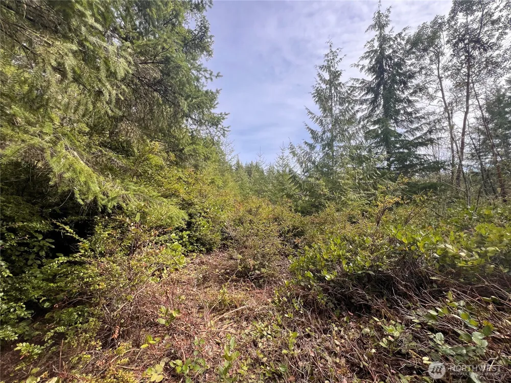 222 x Octopus Court Quilcene, WA 98376