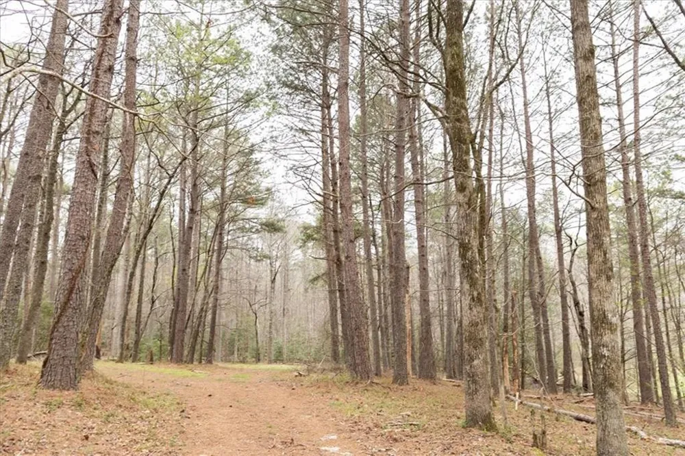 0 Reagan Road Dawsonville, GA 30534